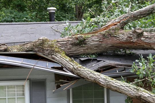 How Much Does It Cost To Remove A Fallen Tree After A Storm In Plantation?